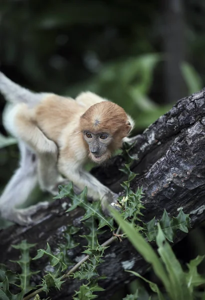 Bayi Monyet Belalang Hutan Bakau Kalimantan Malaysia — Stok Foto