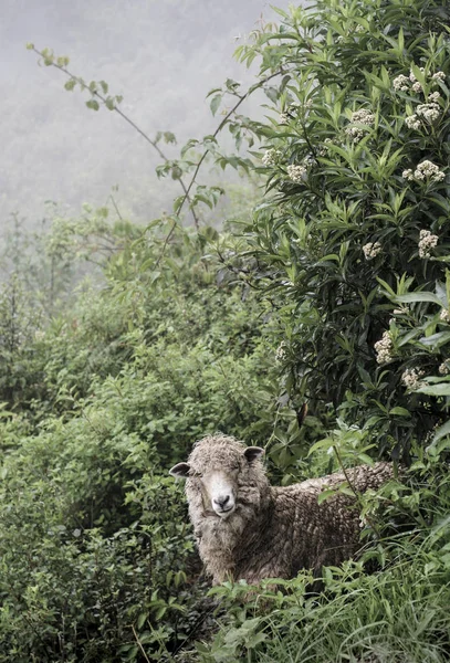 Moutons Molletonnés Pérou Amérique Sud Image En Vente