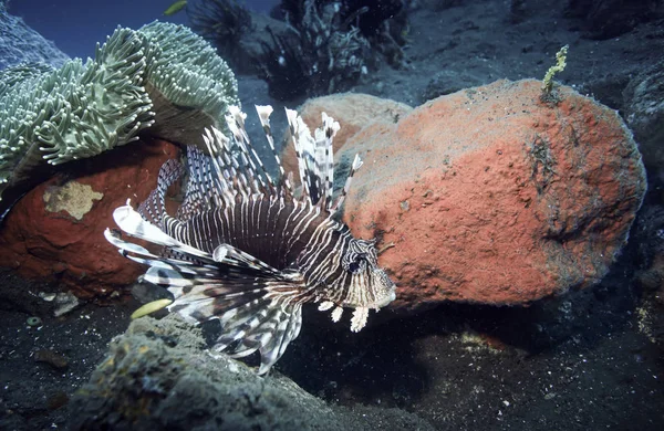 Lionfish Pterois Sous Marin Tulamben Bali Image En Vente