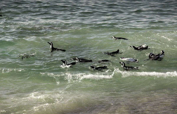 Radeau Pingouins Africains Nageant Dans Surf Boulders Beach Cape Town Photo De Stock