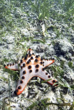 Chocolate Chip Sea Star on ocean floor clipart