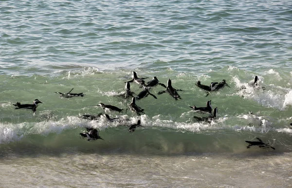 Radeau Pingouins Africains Nageant Dans Surf Boulders Beach Cape Town Photos De Stock Libres De Droits