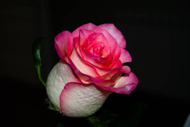 Bulanık arka planda yeşil sepalleri olan pembe beyaz bir gül tomurcuğunun yakın çekimi. Gül goncası. Gül sepleri. Lezzetli beyaz ve pembe gül.