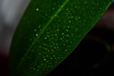 İncir yaprağının üzerine yakın çekim su damlaları. Yeşil arka planda yağmur damlaları. Makro damla atışı. Yeşil yaprakta küçük damlalar.