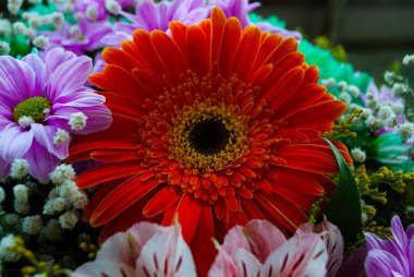 Portakallı kasımpatı tomurcuğu. Kasımpatı ve papatya tomurcuklarına yakın çekim. Tomurcukların ve çiçeklerin makro çekimi. 