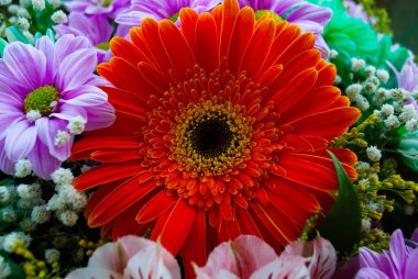 Portakallı kasımpatı tomurcuğu. Kasımpatı ve papatya tomurcuklarına yakın çekim. Tomurcukların ve çiçeklerin makro çekimi. 