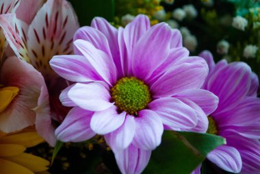 Mor menekşe kasımpatı tomurcuğunun resmi. Kasımpatı ve papatya tomurcuklarına yakın çekim. Tomurcukların ve çiçeklerin makro çekimi. 