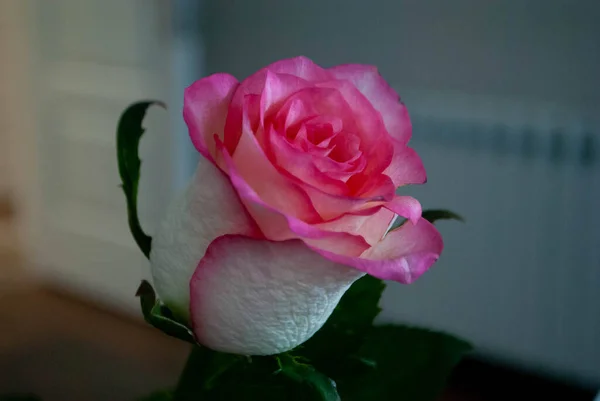 Bulanık arka planda yeşil sepalleri olan pembe beyaz bir gül tomurcuğunun yakın çekimi. Gül goncası. Gül sepleri. Lezzetli beyaz ve pembe gül.
