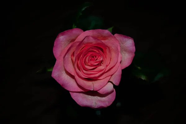 Detailní Záběr Růžové Bílé Růže Pupenů Zelenými Sepaly Rozmazaném Pozadí — Stock fotografie