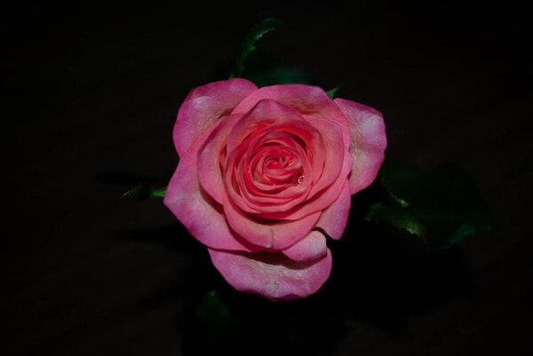 Close-up of a pink white rose bud with green sepals on a blurred background. Rose bud. Rose sepals. Succulent white and pink rose.