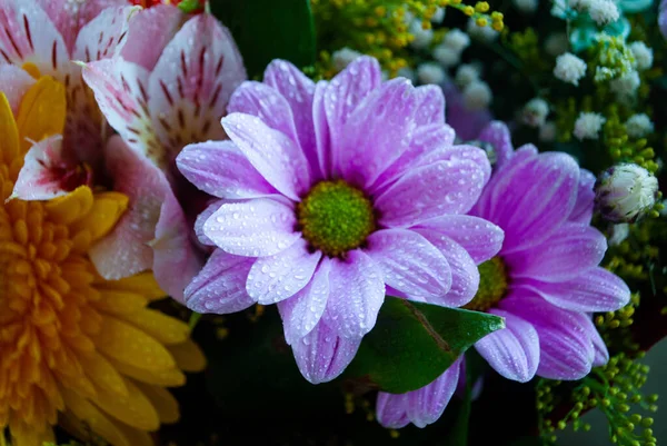 紫色の菊の芽のイメージ 菊とカモミールの芽のクローズアップ 蕾と花のマクロ撮影 — ストック写真