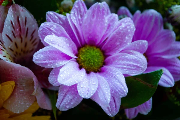 Image Purple Violet Chrysanthemum Bud Close Chrysanthemum Chamomile Buds Macro — Stock Photo, Image