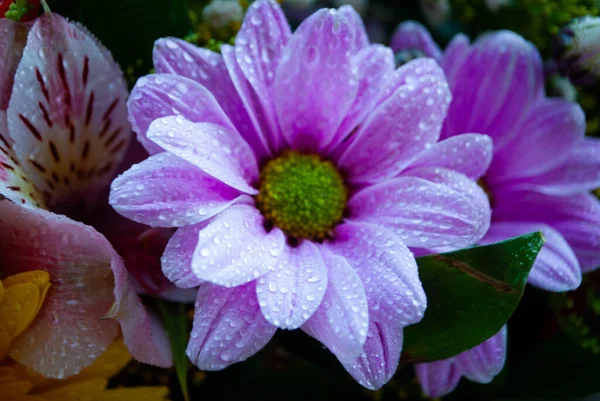 Imagem Botão Crisântemo Violeta Roxo Close Crisântemo Botões Camomila Macro — Fotografia de Stock