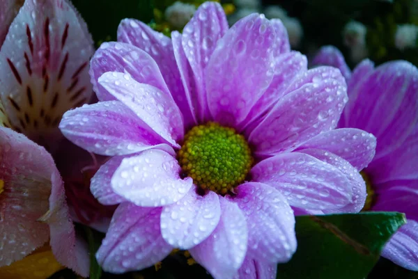 Image Purple Violet Chrysanthemum Bud Close Chrysanthemum Chamomile Buds Macro — Stock Photo, Image