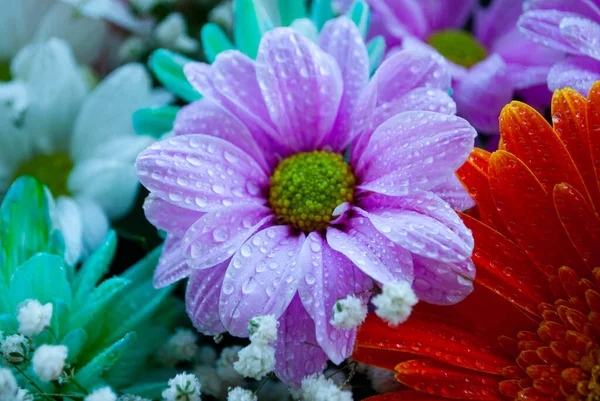 Image Purple Violet Chrysanthemum Bud Close Chrysanthemum Chamomile Buds Macro — Stock Photo, Image