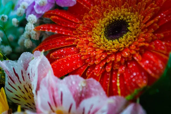 Image Orange Chrysanthemum Bud Close Chrysanthemum Chamomile Buds Macro Shooting — Stock Photo, Image