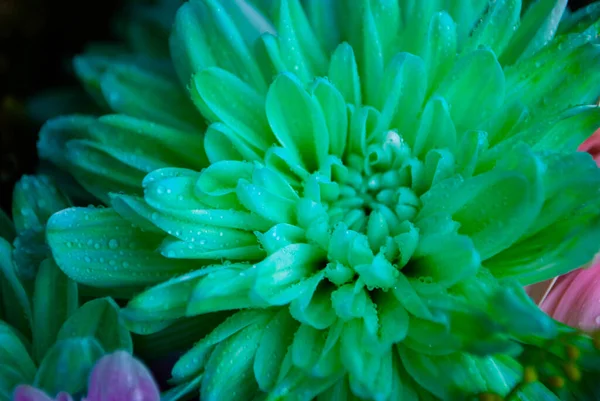 Het Beeld Van Turquoise Licht Groene Chrysant Knop Prachtig Groot — Stockfoto