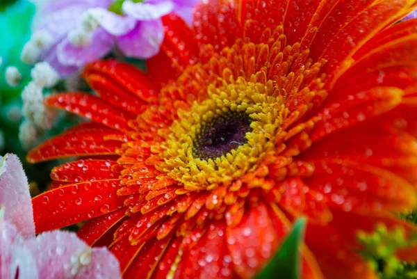 Imagem Botão Crisântemo Laranja Close Crisântemo Botões Camomila Macro Tiro — Fotografia de Stock