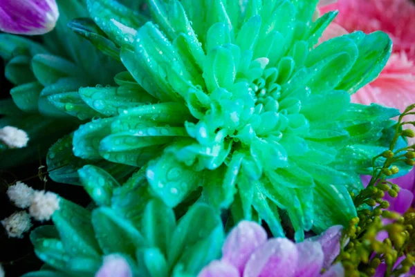 Het Beeld Van Turquoise Licht Groene Chrysant Knop Prachtig Groot — Stockfoto