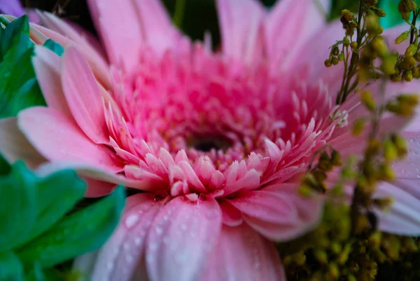 Image Pink Chrysanthemum Bud Close Chrysanthemum Chamomile Buds Macro Shooting — Stock Photo, Image