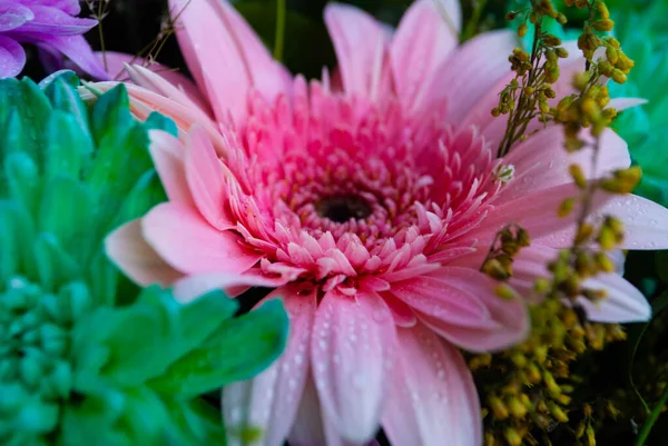 분홍색 꽃봉오리의 이미지입니다 국화와 봉오리의 사진입니다 꽃봉오리와 매크로 — 스톡 사진