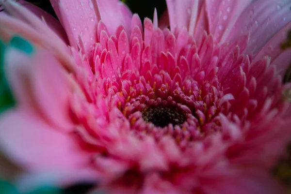 Image Pink Chrysanthemum Bud Close Chrysanthemum Chamomile Buds Macro Shooting — Stock Photo, Image