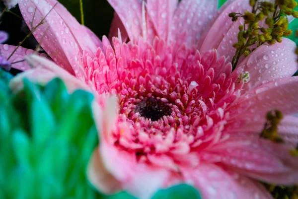 Image Pink Chrysanthemum Bud Close Chrysanthemum Chamomile Buds Macro Shooting — Stock Photo, Image