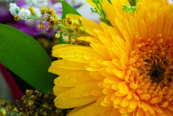 Das Bild Der Gelben Chrysanthemenknospe Nahaufnahme Von Chrysanthemen Und Kamillenknospen — Stockfoto