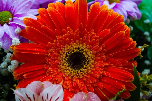 Das Bild Der Orangen Chrysanthemenknospe Nahaufnahme Von Chrysanthemen Und Kamillenknospen — Stockfoto