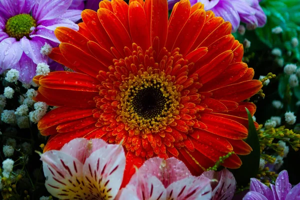 Das Bild Der Orangen Chrysanthemenknospe Nahaufnahme Von Chrysanthemen Und Kamillenknospen — Stockfoto