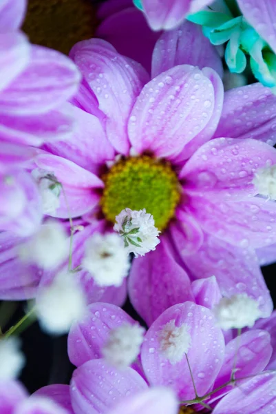 Image Purple Violet Chrysanthemum Bud Close Chrysanthemum Chamomile Buds Macro — Stock Photo, Image