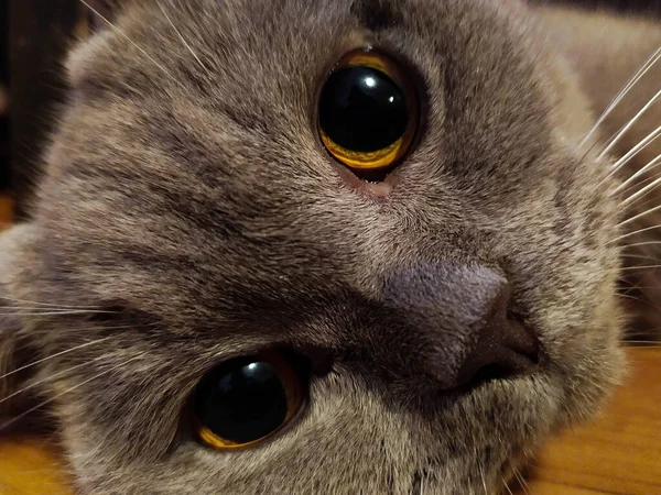 英国矮小的家养灰猫躺在椅子下面的地板上 可爱的英国猫 可爱的眼睛 甜甜的猫爪 长着大大的琥珀色大眼睛的可爱的英国猫 — 图库照片