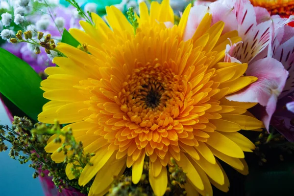 黄菊花花蕾的形象 菊花和洋甘菊芽的特写 花蕾和花朵的宏观拍摄 免版税图库图片