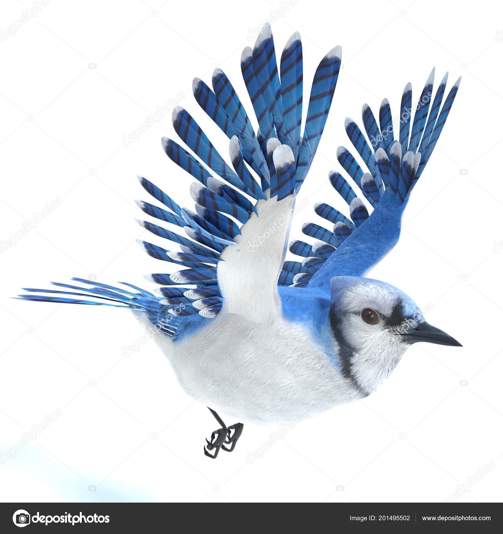 Blue Jay Feather Images Libres De Droit Photos De Blue Jay Feather Depositphotos Blue Jay Feather Images Libres De Droit Photos De Blue Jay Feather Depositphotos