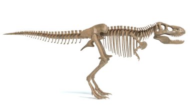 bir T-Rex iskelet 3D çizimi