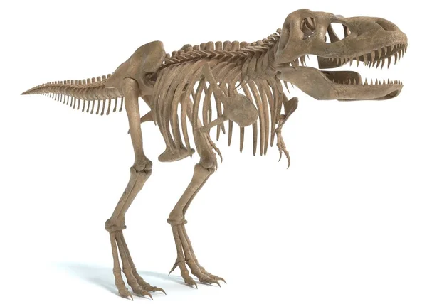 bir T-Rex iskelet 3D çizimi