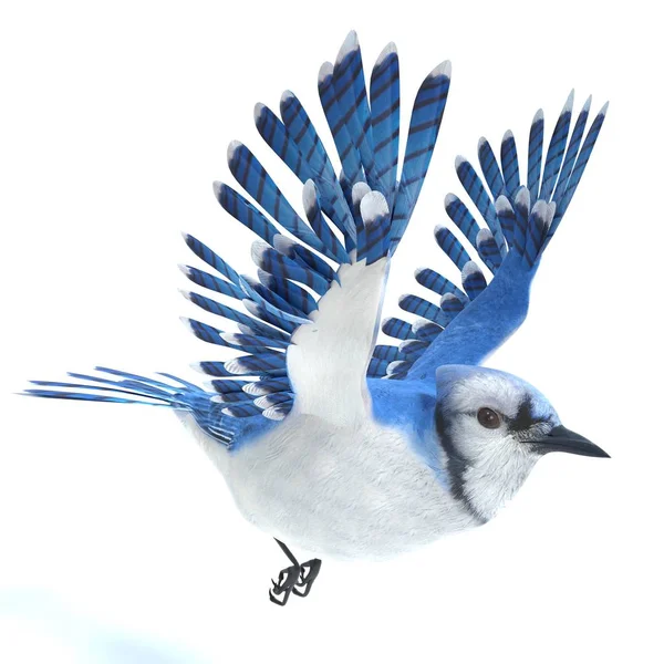 Illustration Blue Jay Flyger — Stockfoto