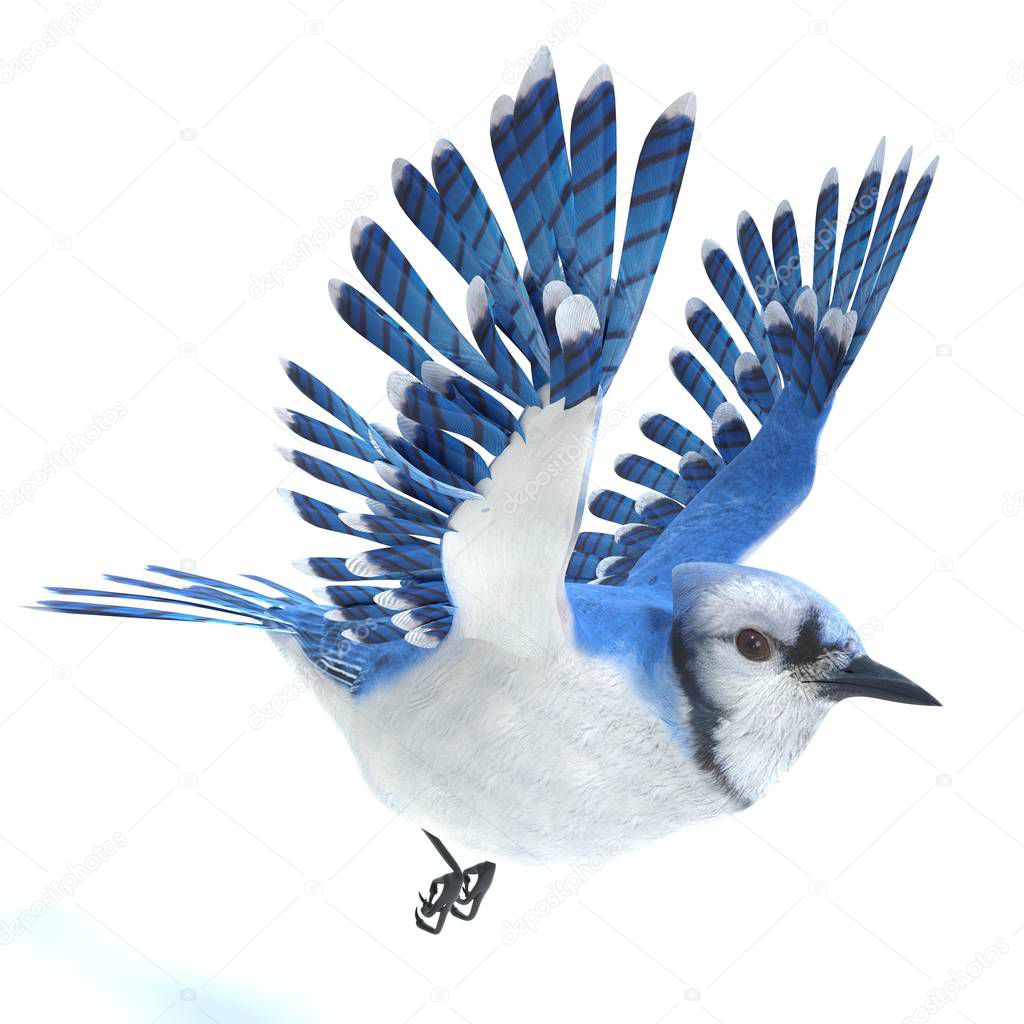 3d illustration of a blue jay flying