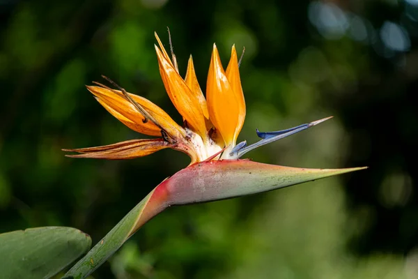Vibrant close-up of a Bird of Paradise (Strelitzia reginae) flower with orange petals and a dramatic blue tongue against blurred green foliage in daylight.