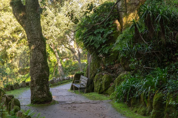 Serene forest scene featuring a wooden bench on a shaded path surrounded by moss, ferns, and lush greenery, creating a peaceful natural atmosphere.