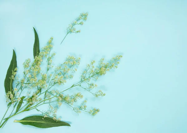 Mavi arka planda bitkiler ve çiçeklerin bileşimi.