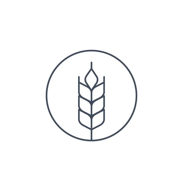 Wheat vector icon, linear — Stock Vector