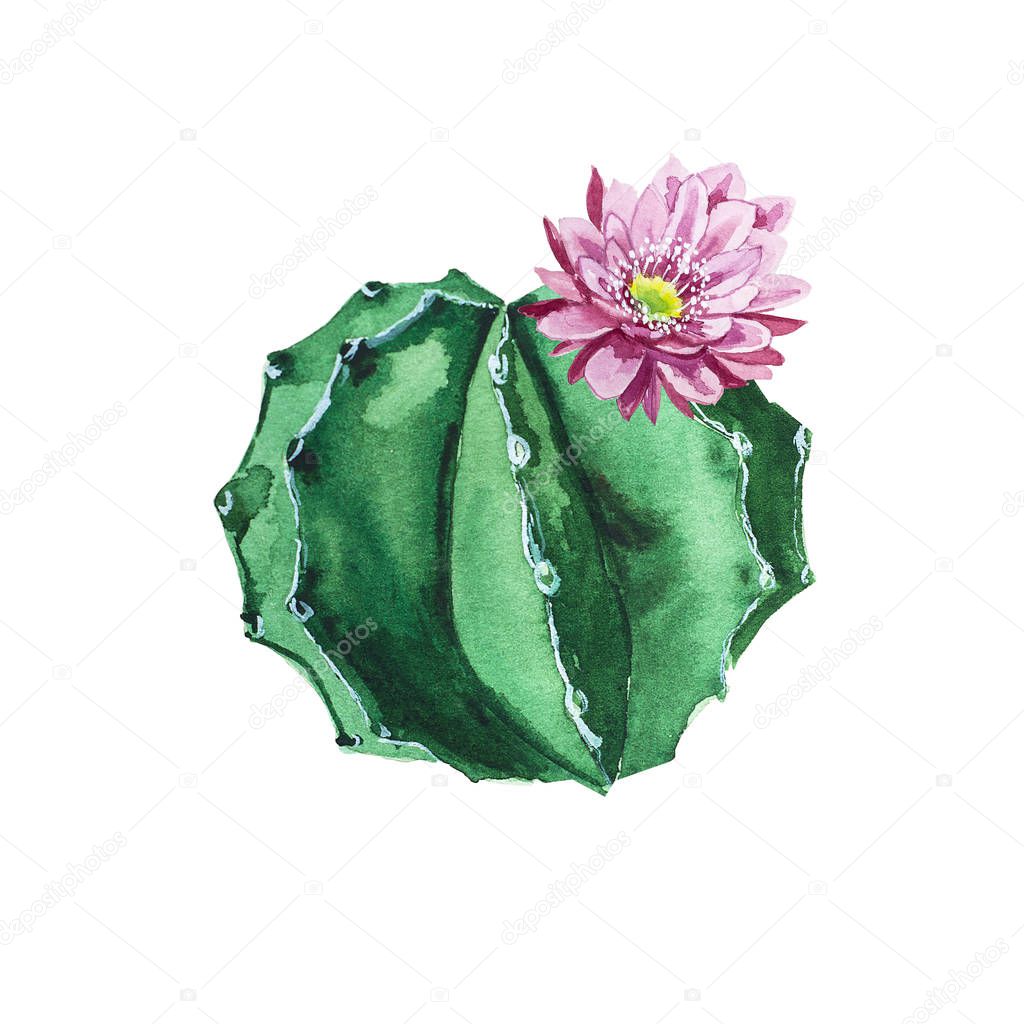 Watercolor cactus with flower illustration