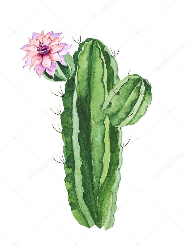 Watercolor exotic plant cactus with flower.