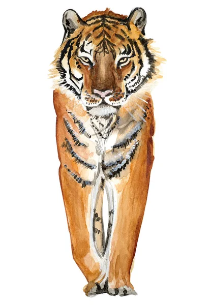 Akvarel Illustration Rovdyr Tiger Isoleret - Stock-foto