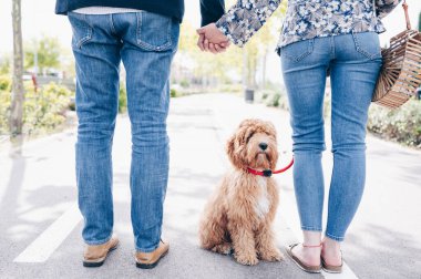 Sahipleri ellerini birleştirmiş dururken sevimli köpek kameraya bakıyor. Aile anları..