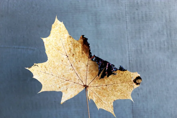 The herbarium of the maple leaf. The maple leaf is burning. The concept of quickness of time