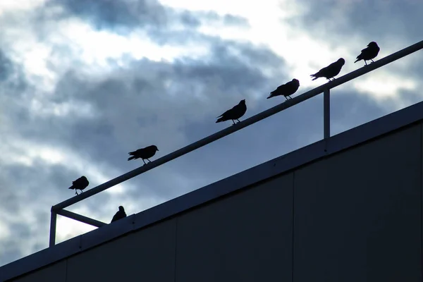 Silhouettes of birds sitting on the chimney of a building against a cloudy sky