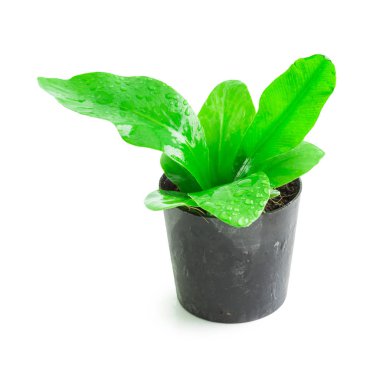 Mini bitki saksı üzerinde beyaz arka planda