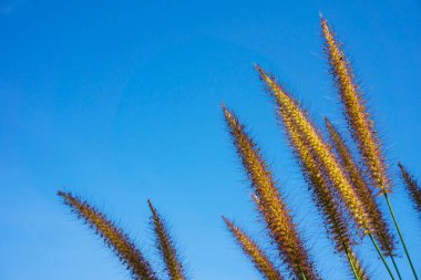 Pennisetum polystachyon Schult, mavi gökyüzü ile yumuşak çiçek